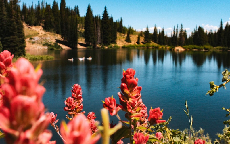 Summer scene of red flowers in the foreground of a big lake surrounded by trees in Park City.