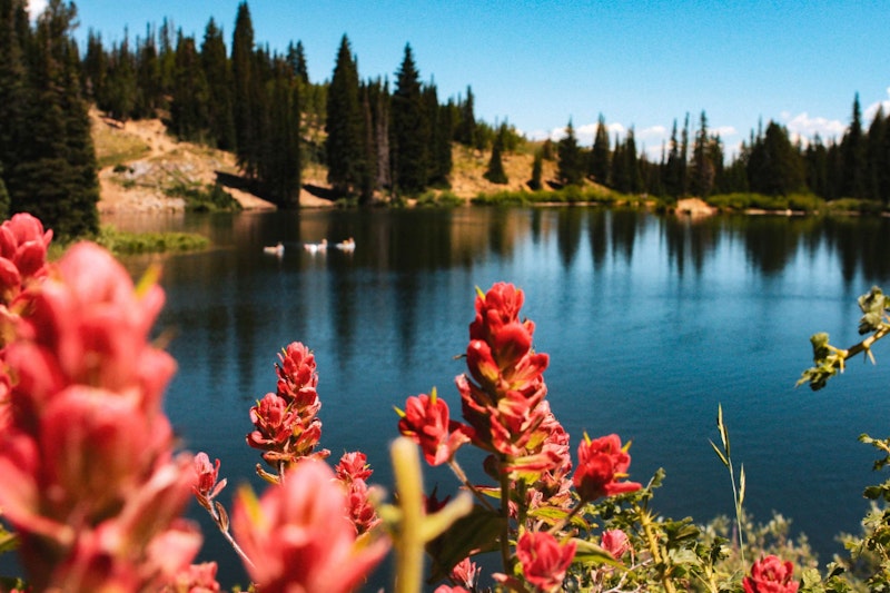 Summer scene of red flowers in the foreground of a big lake surrounded by trees in Park City. Summer scene of red flowers in the foreground of a big lake surrounded by trees in Park City.