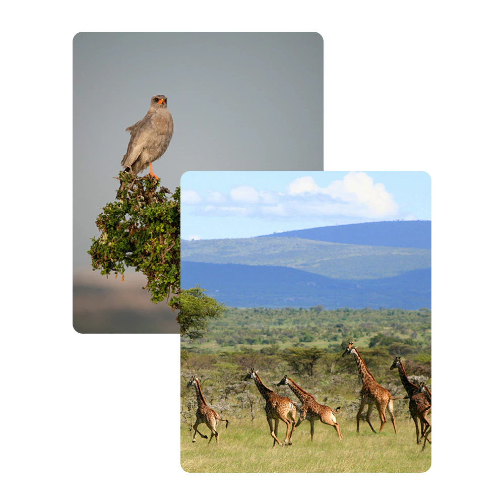 A combination image of a bird of prey and a large herd of running giraffes A combination image of a bird of prey and a large herd of running giraffes