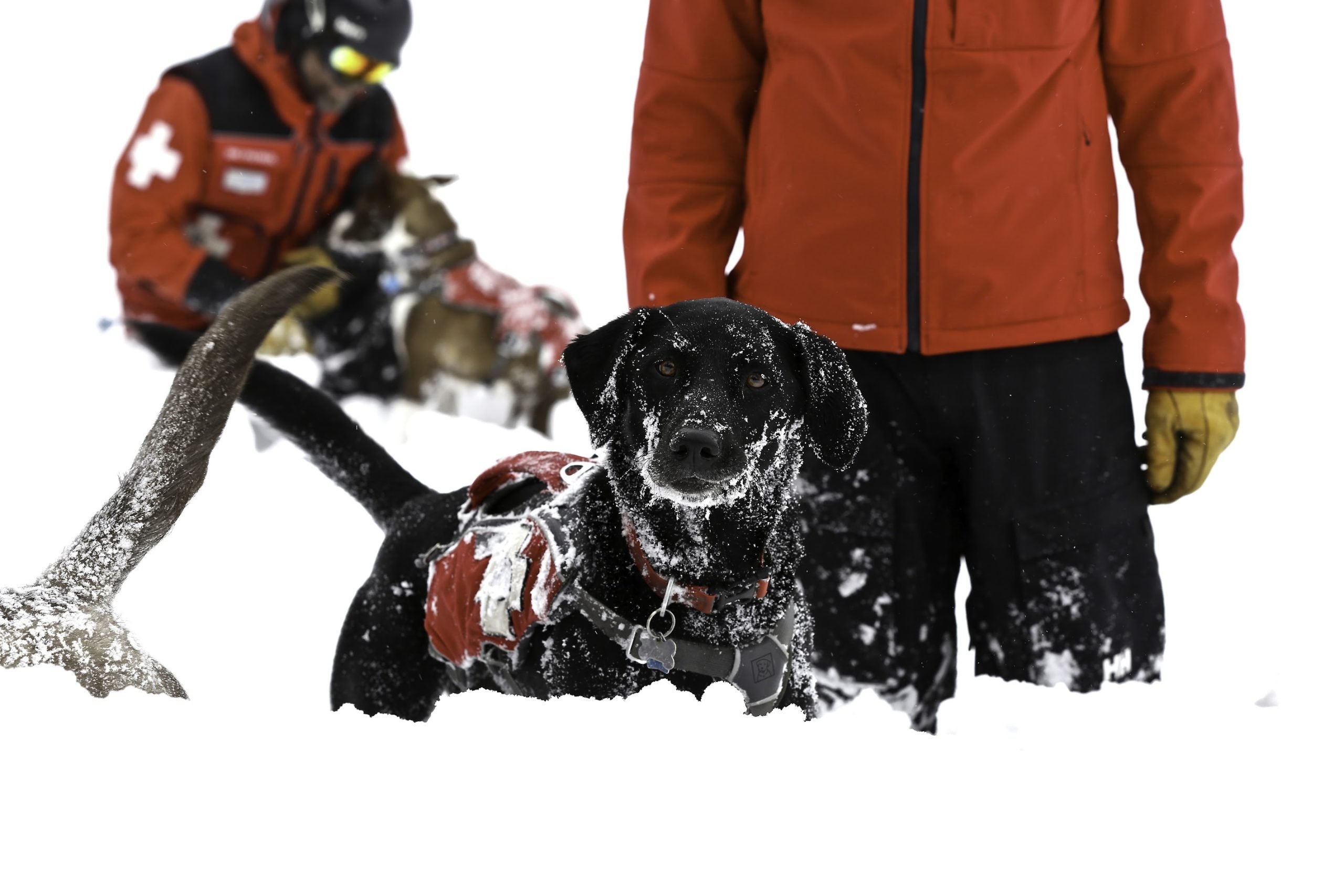A Beaver Creek ski patrol team member on the slopes alongside an avalanche rescue dog