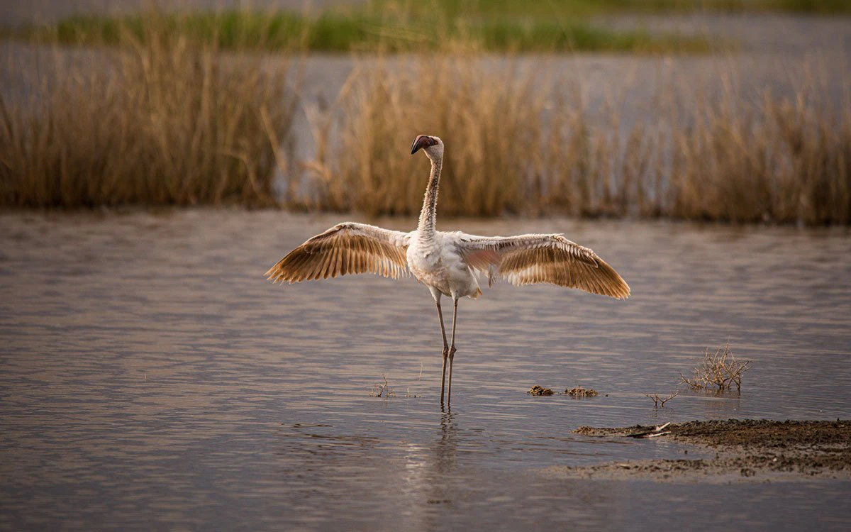 A lone flamingo spreads its wings as it strides across Lake Nakuru