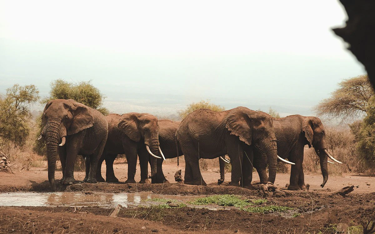 A herd of elephants can be seen from the sunken hide at Tawi Lodge gathering by the watering hole