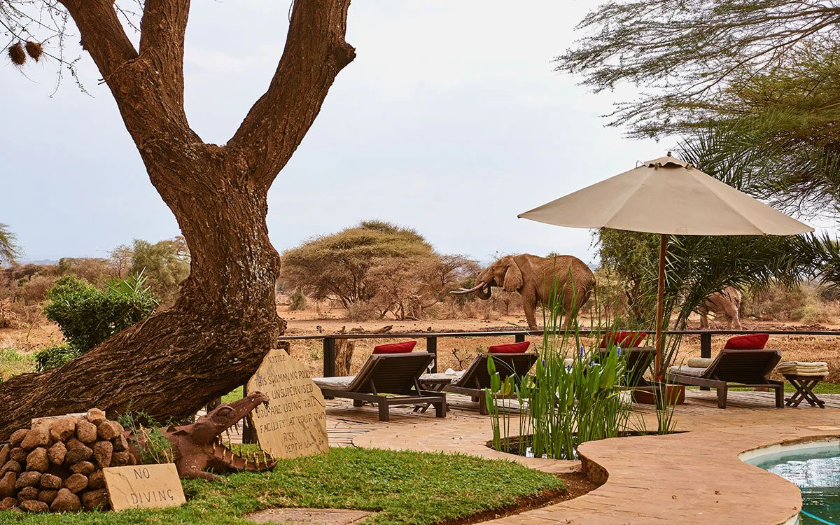 The deck chairs by the pool at Tawi Lodge await invitingly, with a pair of elephants roaming in the background