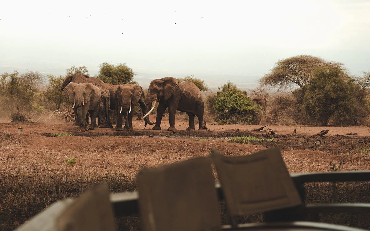 A herd of elephants roam across the savannah in search of water