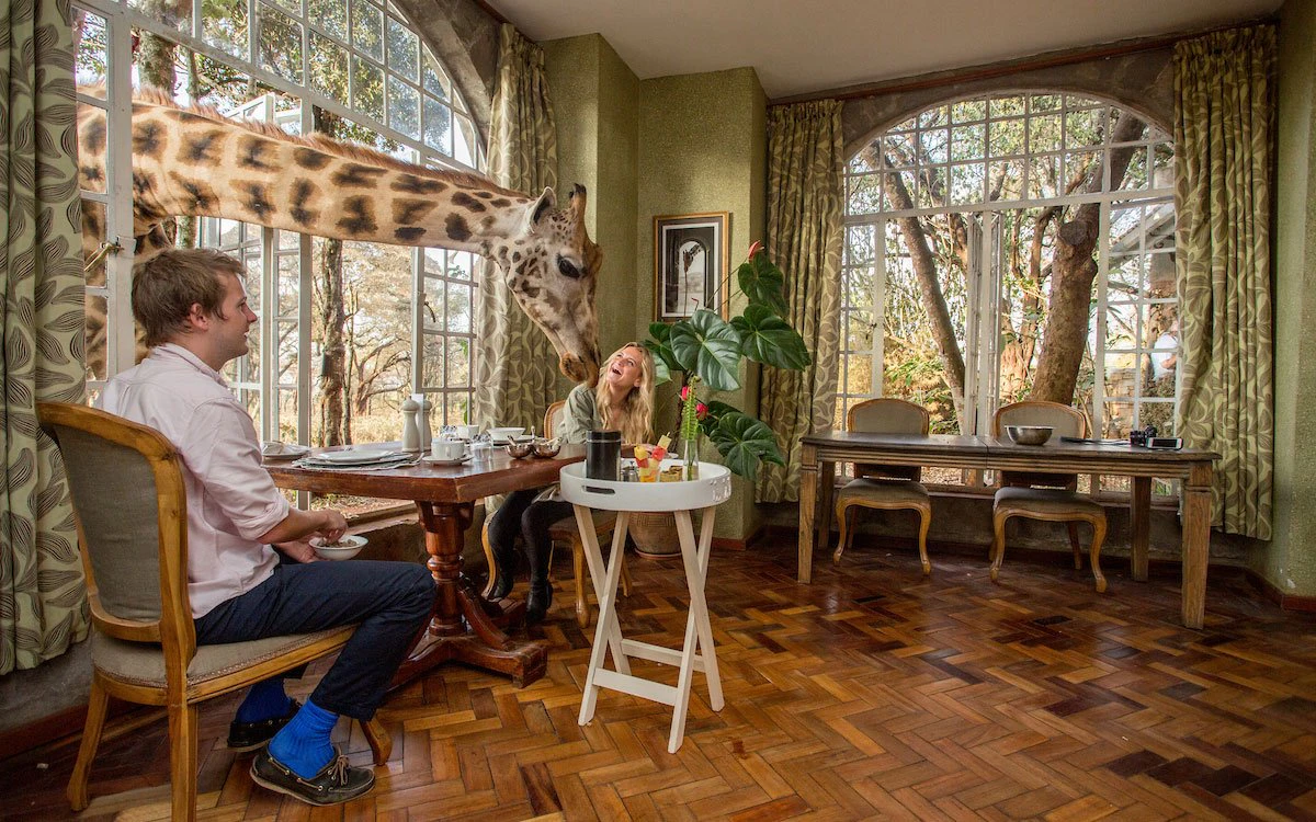 A couple are enjoying their breakfast and are joined by one of the giraffes poking its head through the window