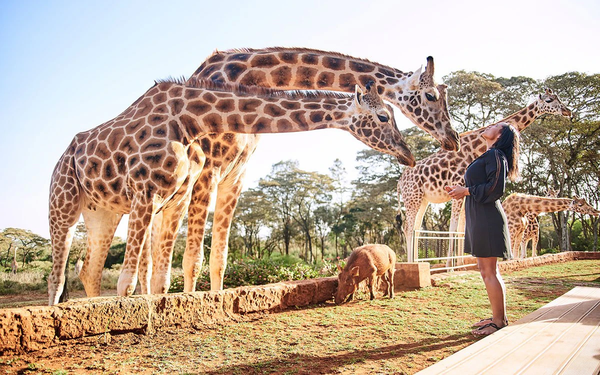A guest at Giraffe Manor interacts with a large group of giraffes