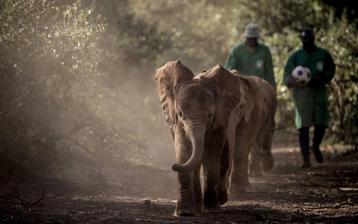 A group of elephants go for a walk with their keepers