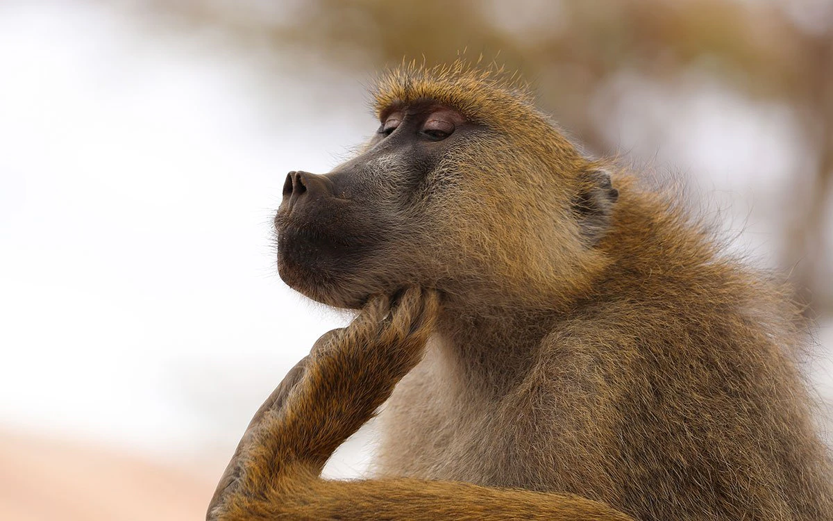 A yellow boon poses scratching its chin