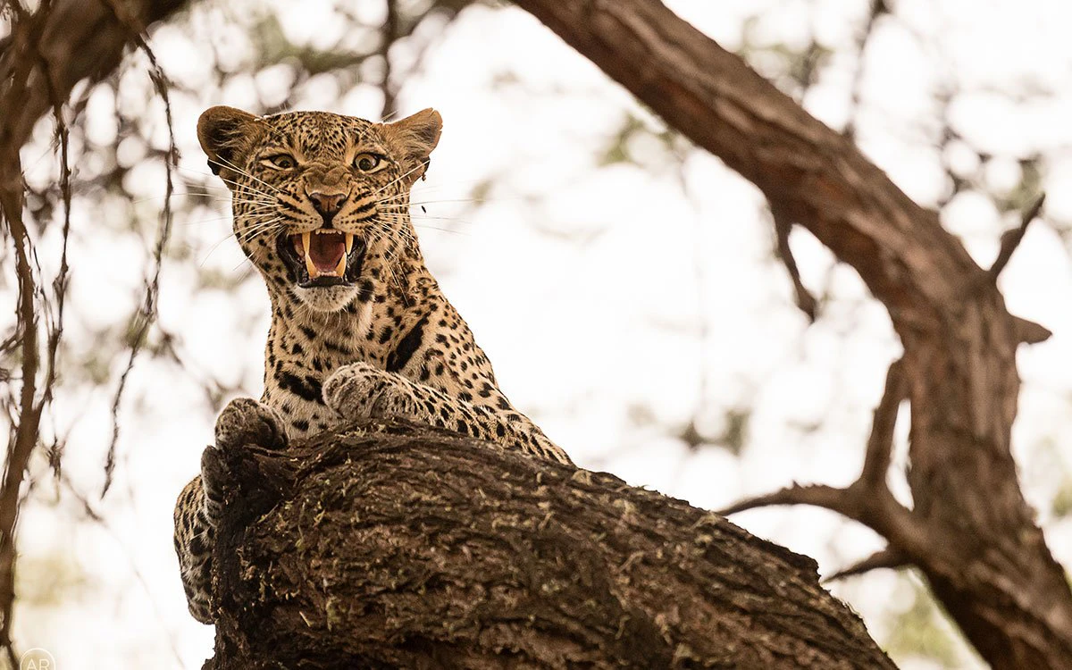 A fearsome leopard bares its teeth and stares at the camera