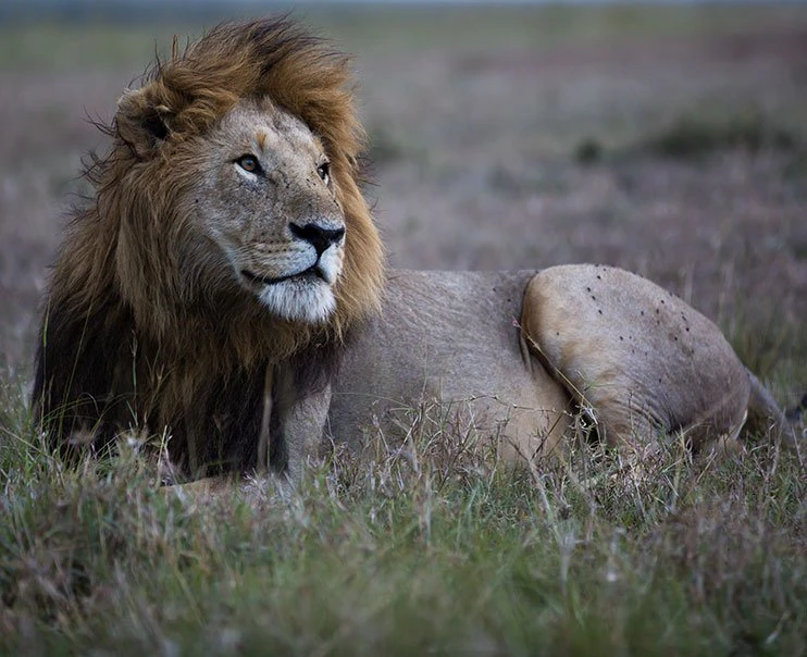 A regal male lion sits on the grass gazing into the distance A regal male lion sits on the grass gazing into the distance