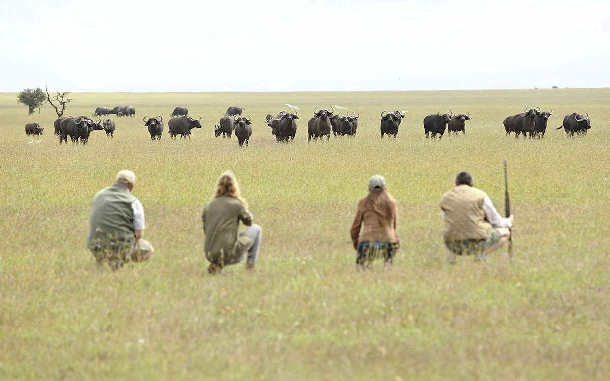 A group on a walking safari keep low as they observe a large herd of Cape Buffalo