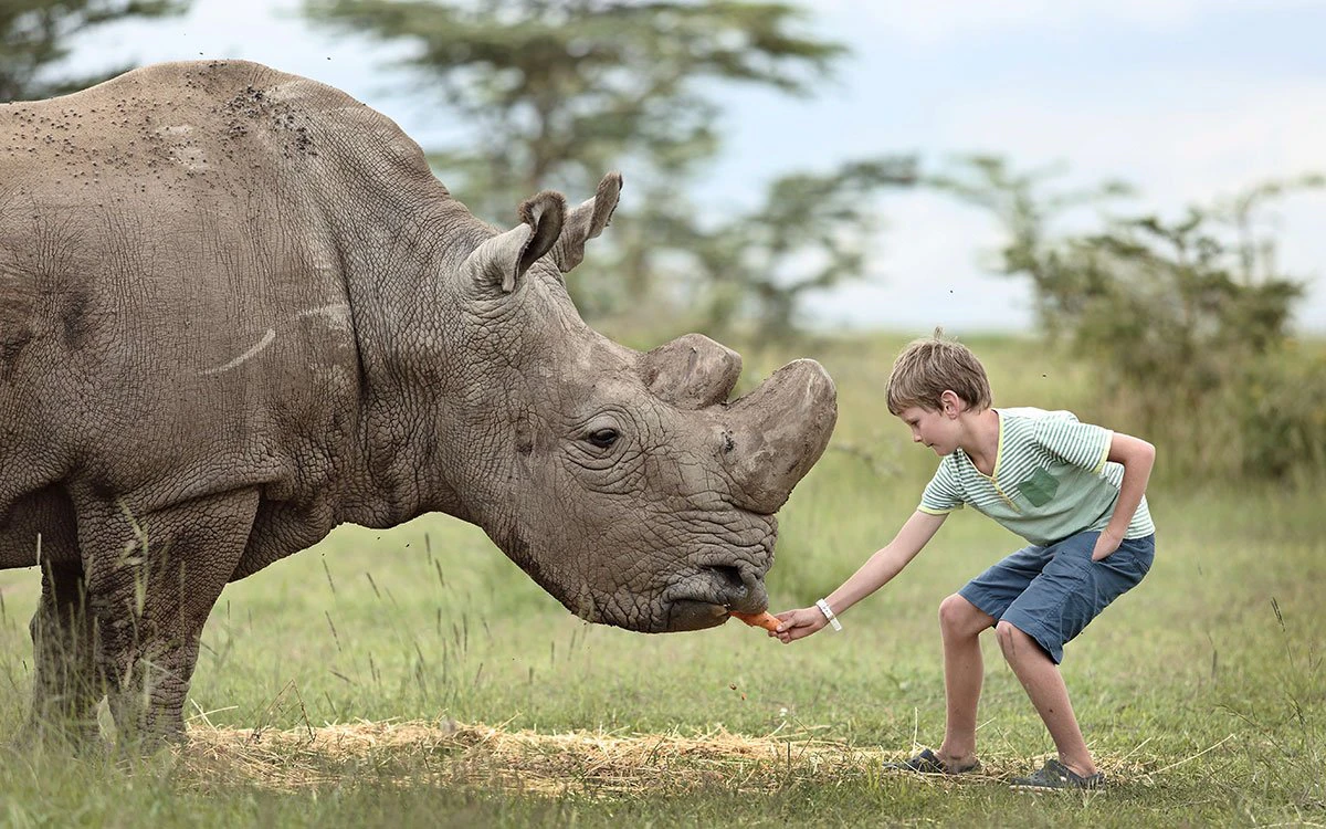 A young boy offers a treat to a rhino