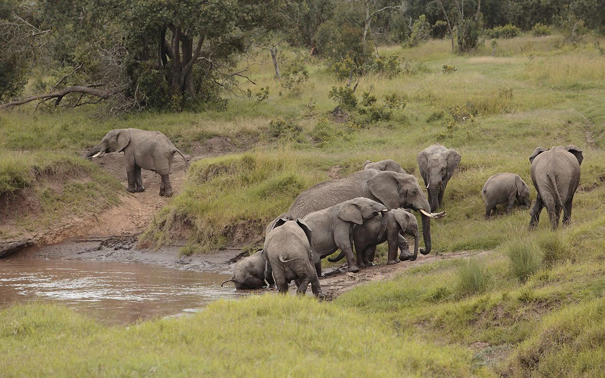 A herd of elephants gather to enjoy a drink down by the river