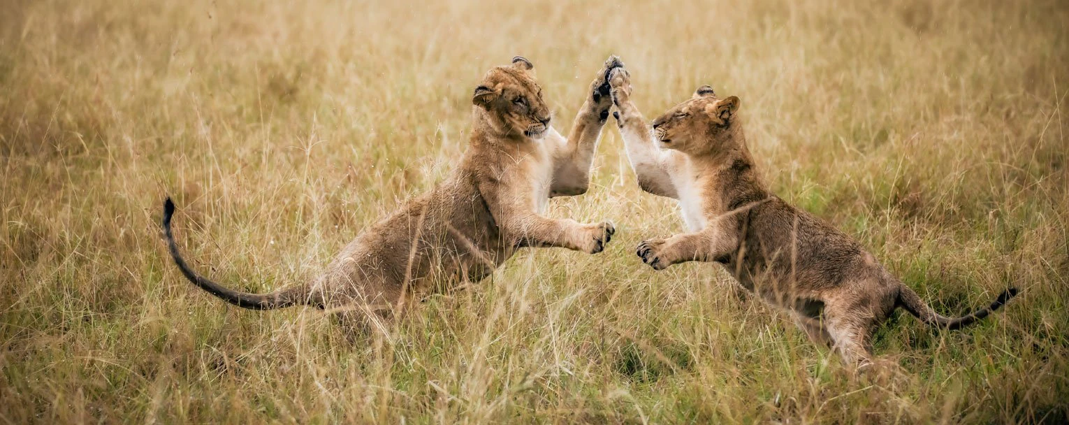 Two young lion cubs at play Two young lion cubs at play