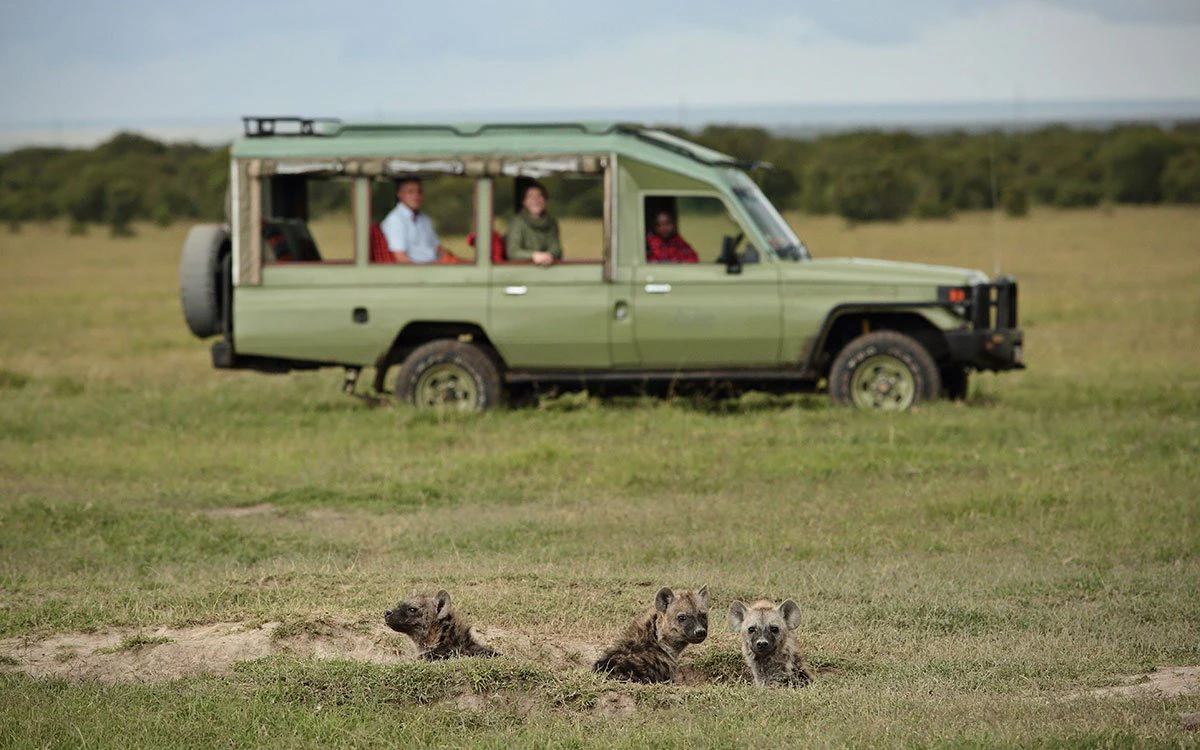 A trio of hyenas relax in a ditch with a safari vehicle in the background