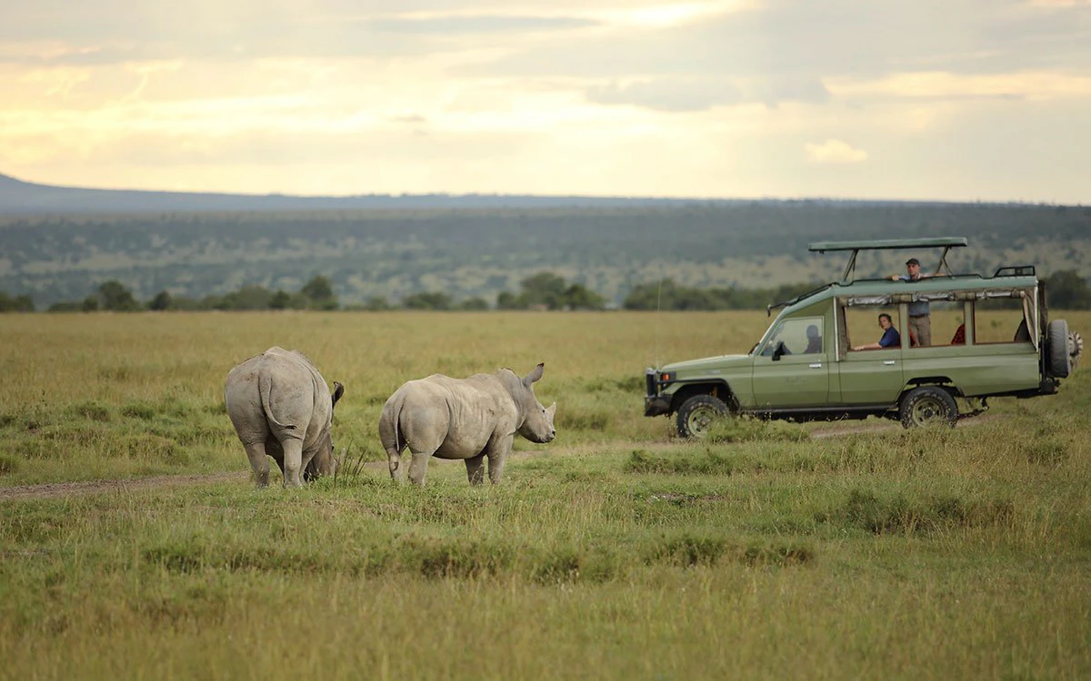 A group from Ol Pejeta on safari encounter two rhinos