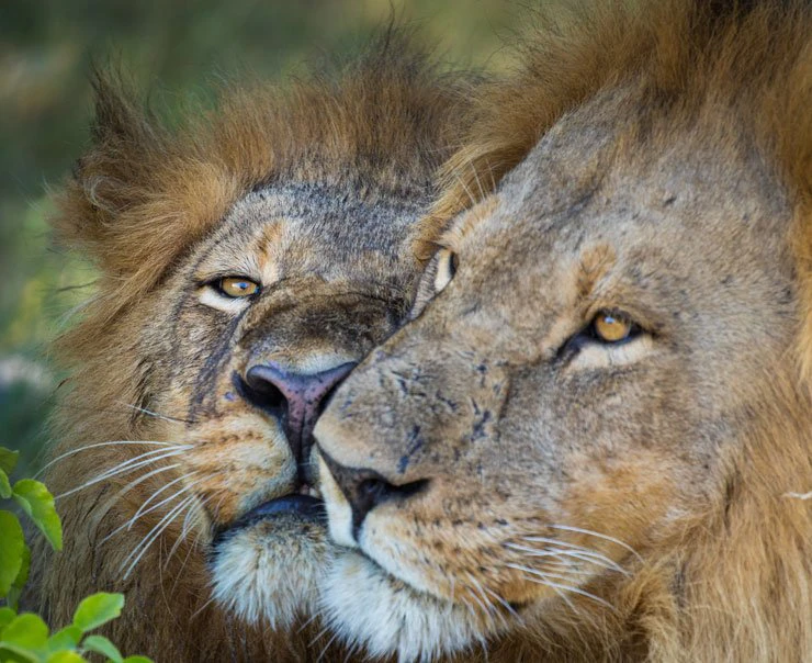 A close up of a pair of male lions