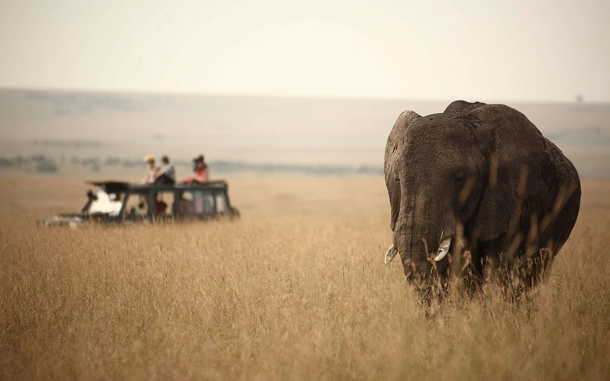 A lone elephant grazes in the long grass with a group on safari in the background