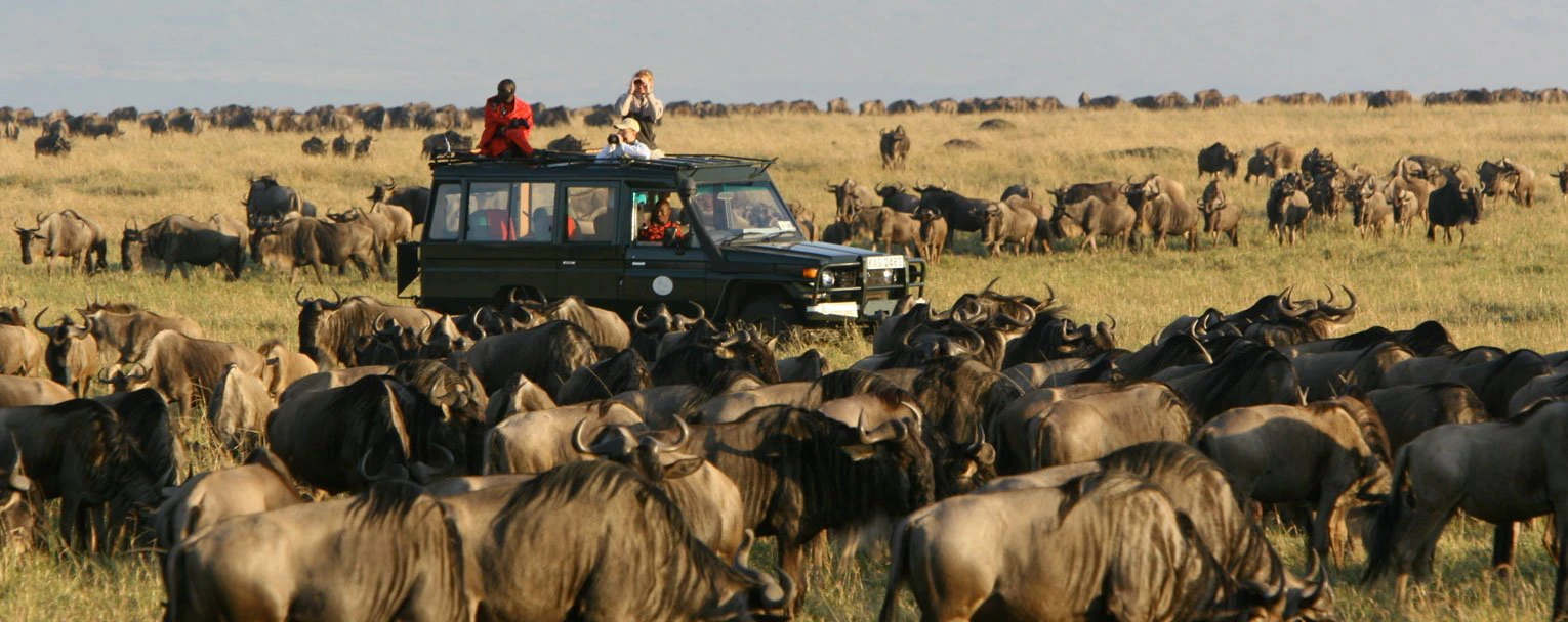 A group of guests out on a game drive immersed in the middle of a vast herd of wildebeest on the Great Migration