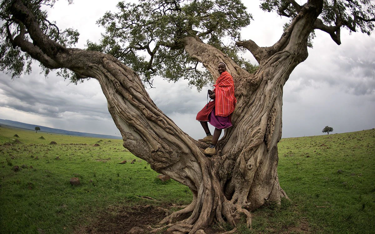 A Maasai tribesman rests on a tree with lush grassland in the background