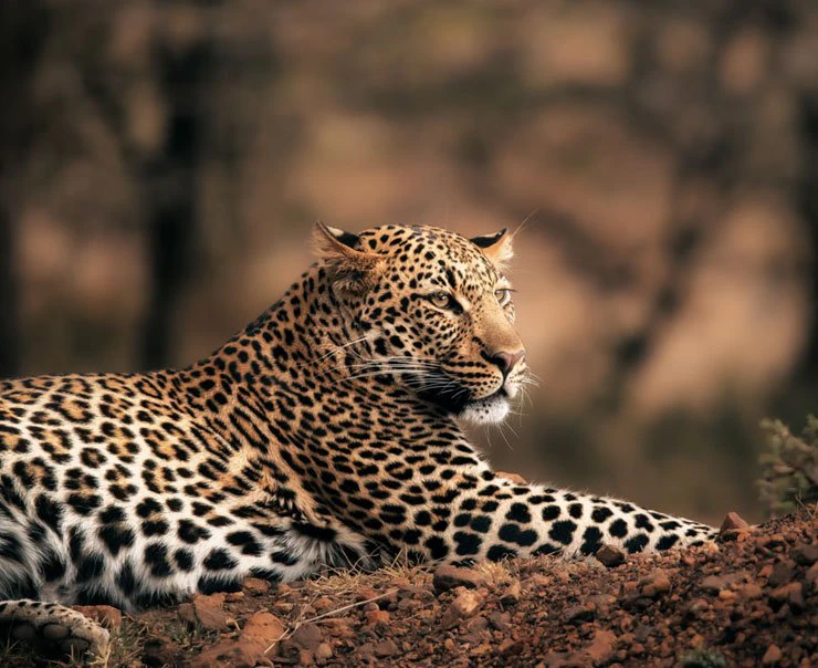 A serene leopard rests and gazes intensely into the distance