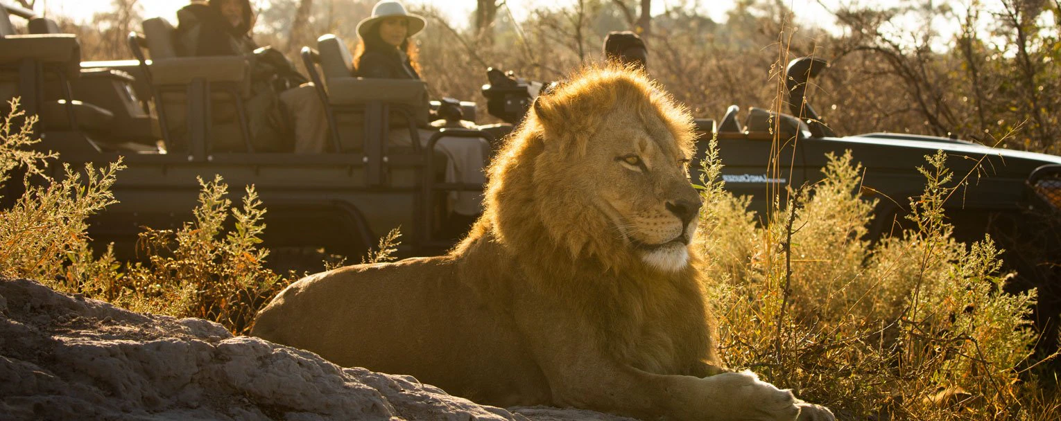 A male lion sits pensively as a group of guests observe from their safari vehicle