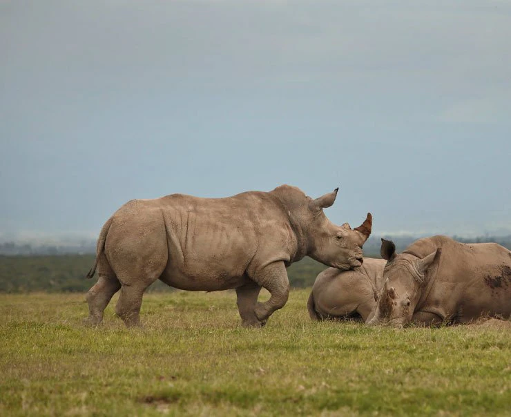Three rare Northern White Rhinos relaxing in the grasslands Three rare Northern White Rhinos relaxing in the grasslands
