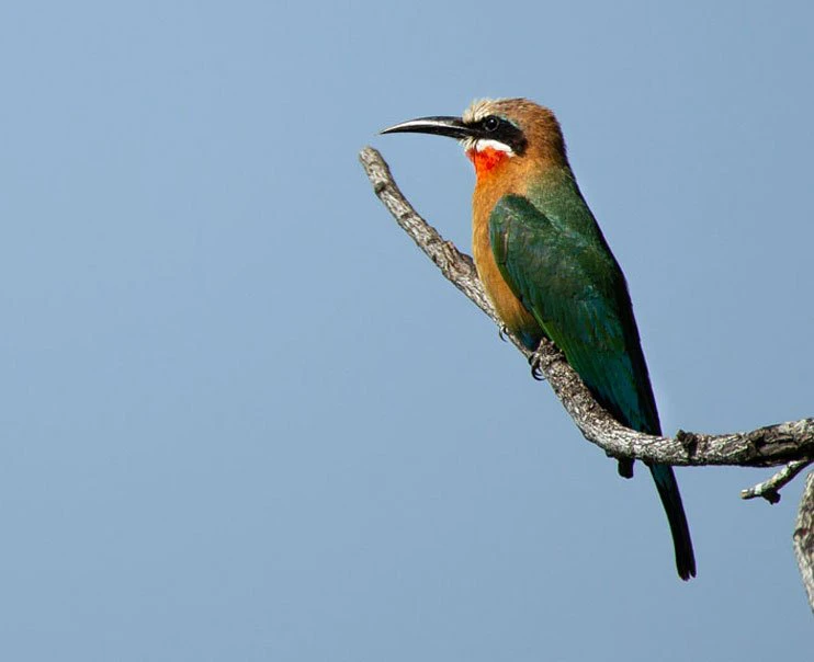 A magnificent kingfisher perched gracefully on a branch A magnificent white-fronted bee-eater perched gracefully on a branch
