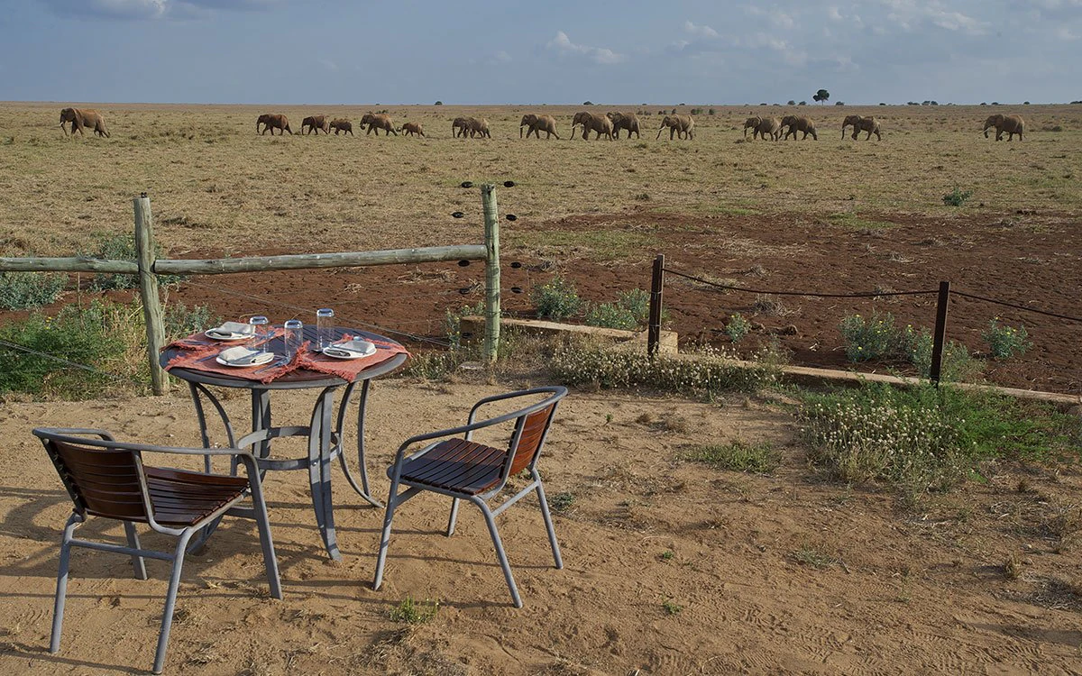 A table is set up outside with a perfect view of a herd of elephants roaming past