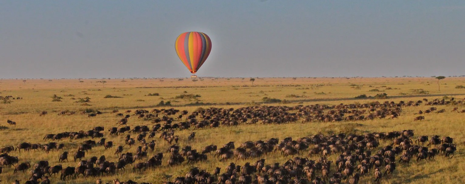 A hot air balloon floats above a vast herd of wildebeest in the midst of the Great Migration A hot air balloon floats above a vast herd of wildebeest in the midst of the Great Migration