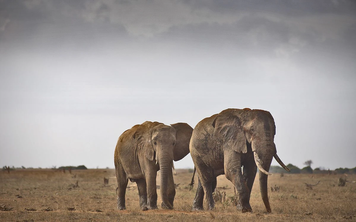 A pair of elephants roam the plains of Tsavo East with gloomy skies in the background