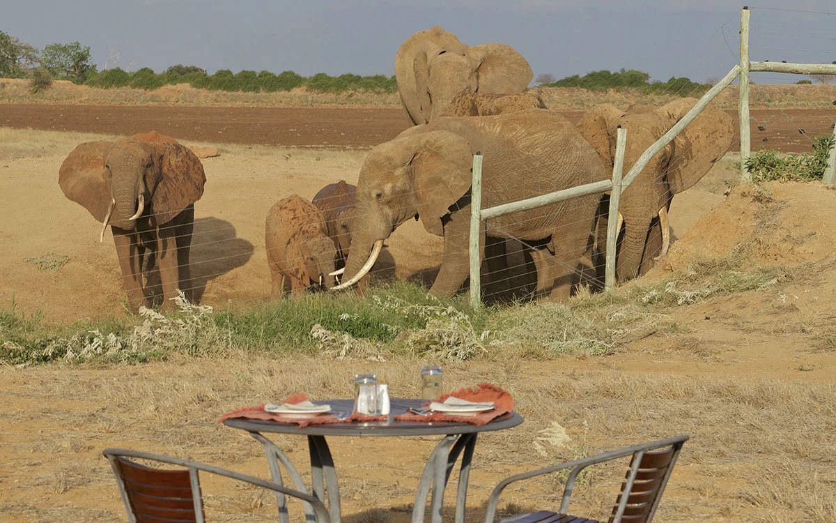 A drinks table is set up with a herd of elephants coming to observe from near the fence