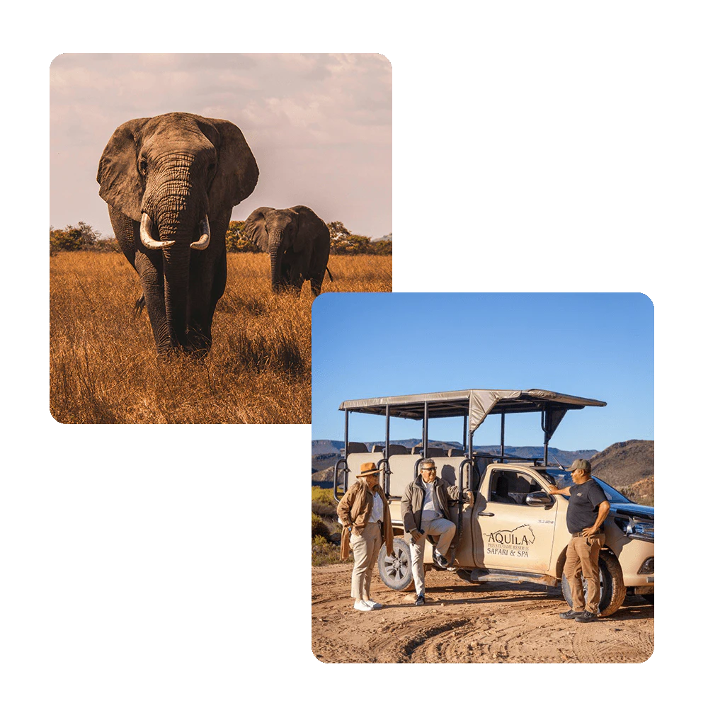VA-TTW-safari-pic-combo