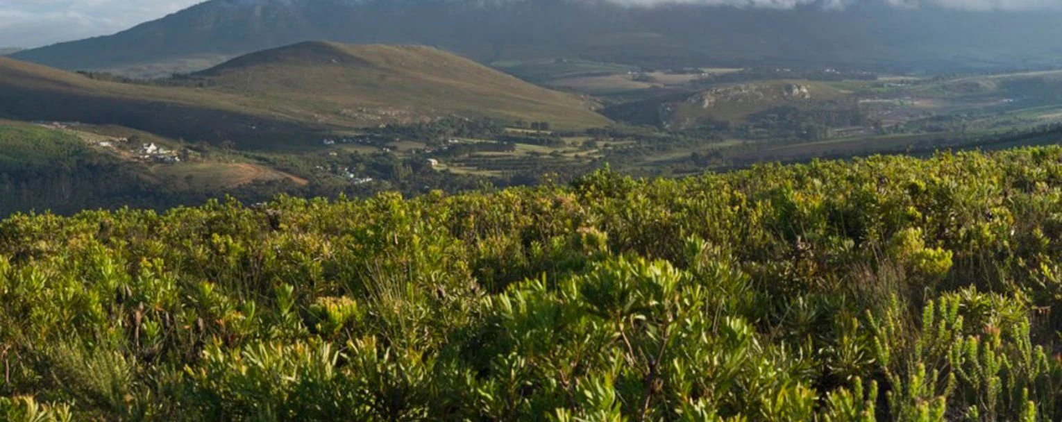 Cape Town Safari Experiences Rectangle – Hiking_Safari