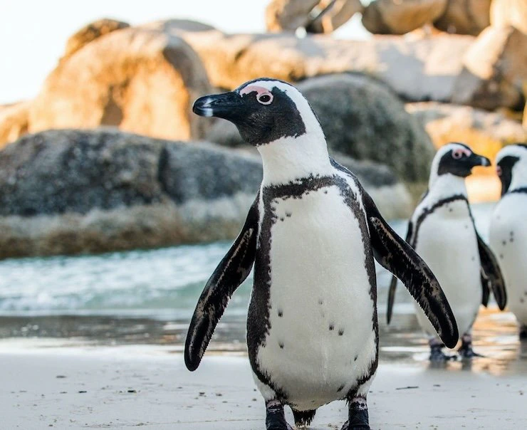 Cape Town Safari Experiences Square – Cape_Peninsular_Excursion