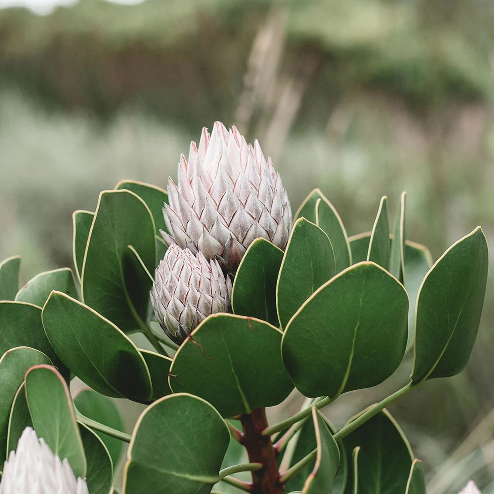 cape-town-foral-kingdom-protea