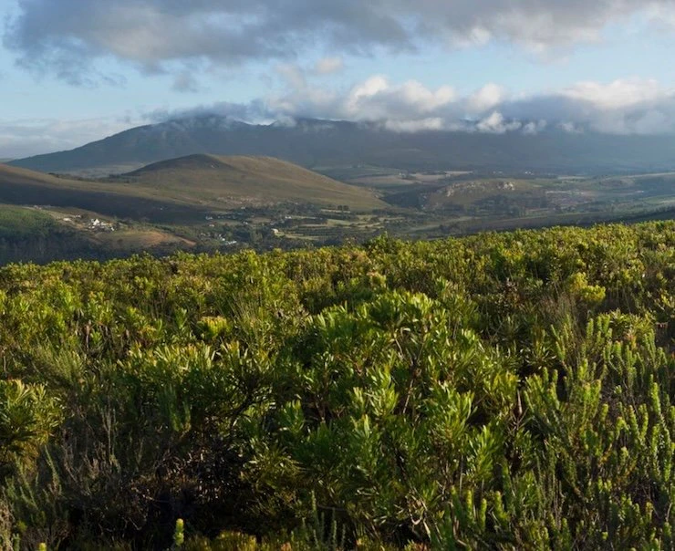 Cape Town Safari Experiences Square – Hiking_Safari