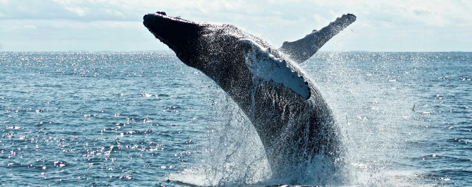 Safari Experiences Rectangle – Whale Watching