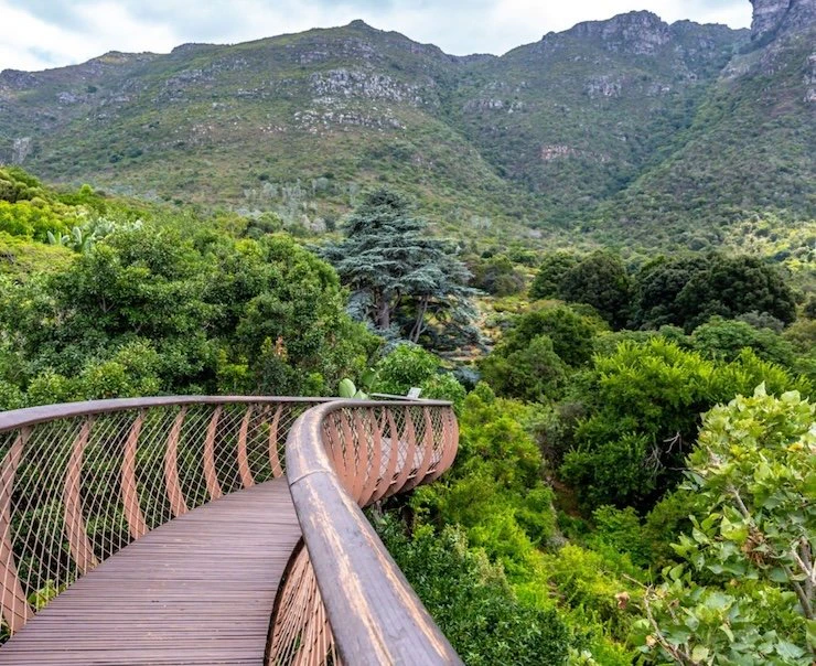 Cape Town Safari Experiences Square – Kirstenbosch_National_Botanical_Garden