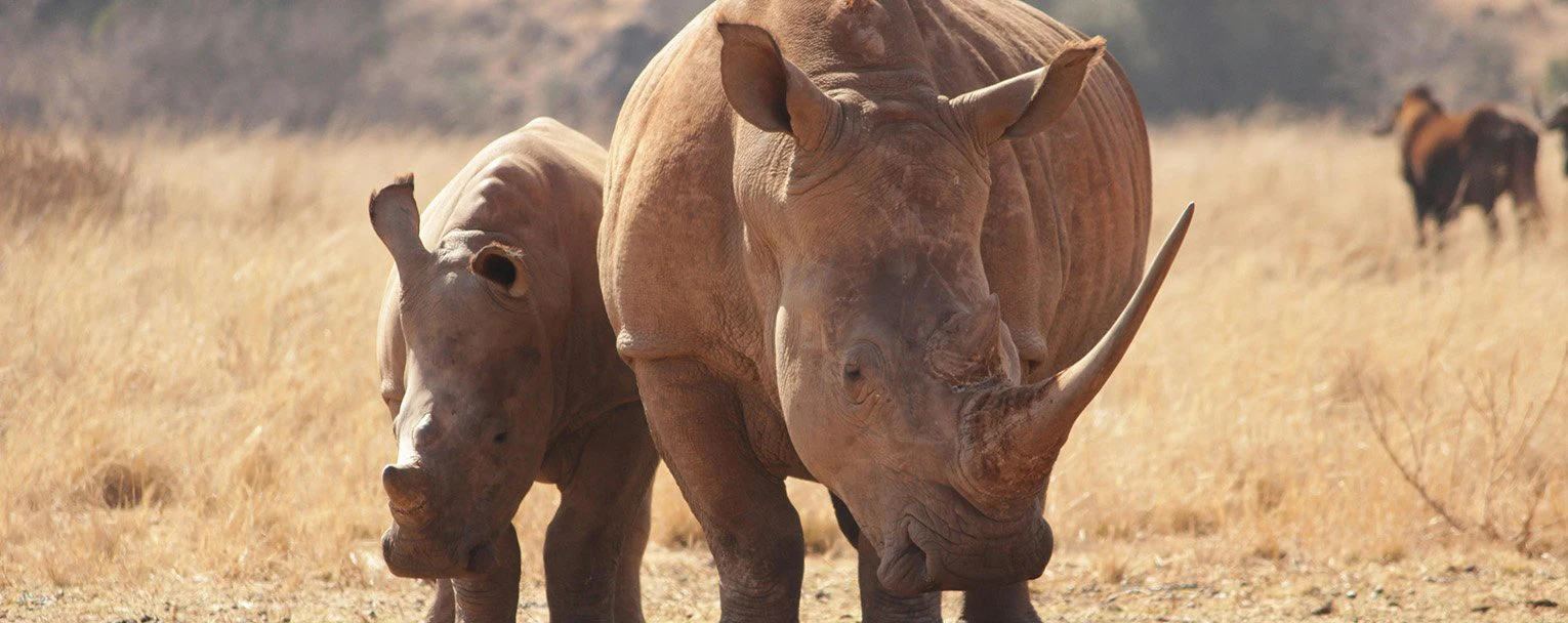 sabi-sands-experiences-the-big-five-rectangle