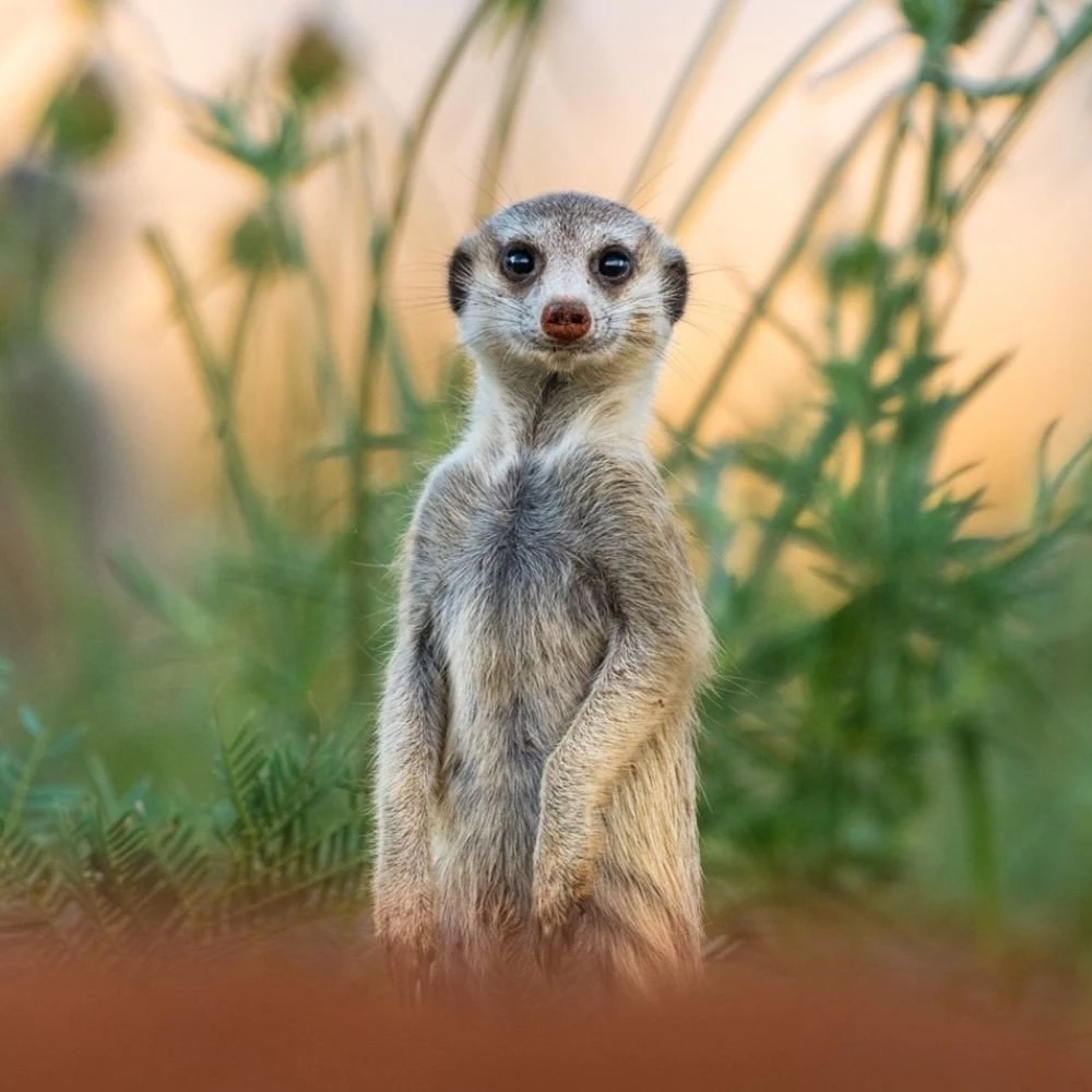 TTD Twasul – 1-meerkat-TTD-image-twasul