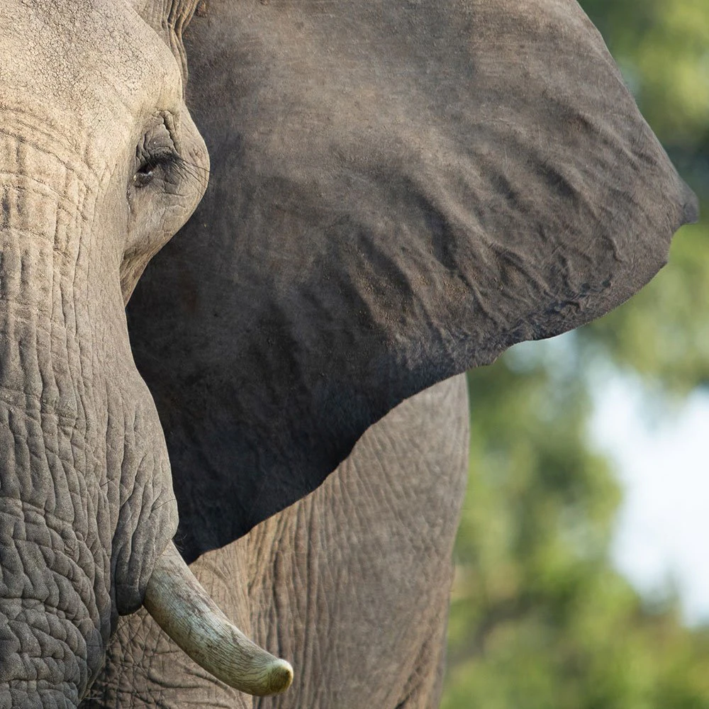 1-unfenced-boundaries-TTD-image-sabi-sands