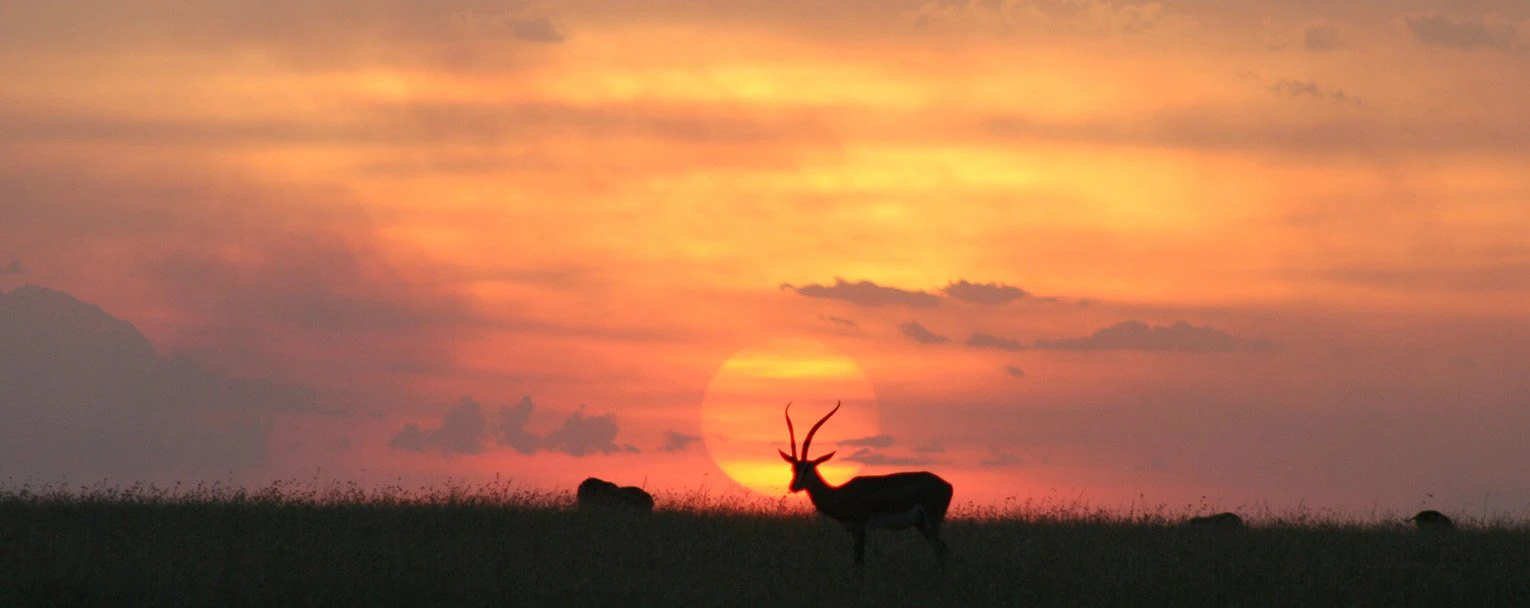sabi-sands-experiences-night-drives-rectangle