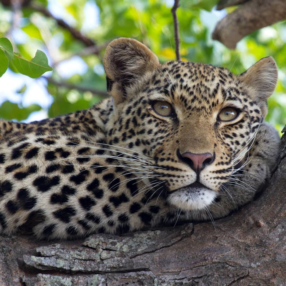 2-leopards-TTD-image-sabi-sands