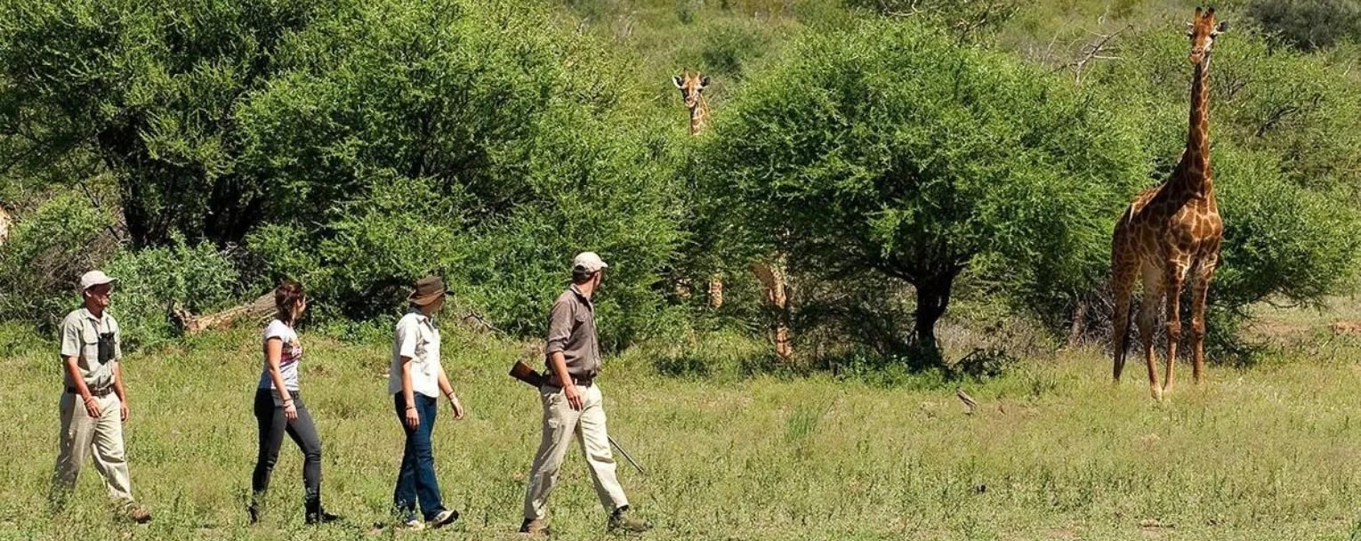 Madikwe rectangle template – madikwe-experiences-walking-safari-rectangle