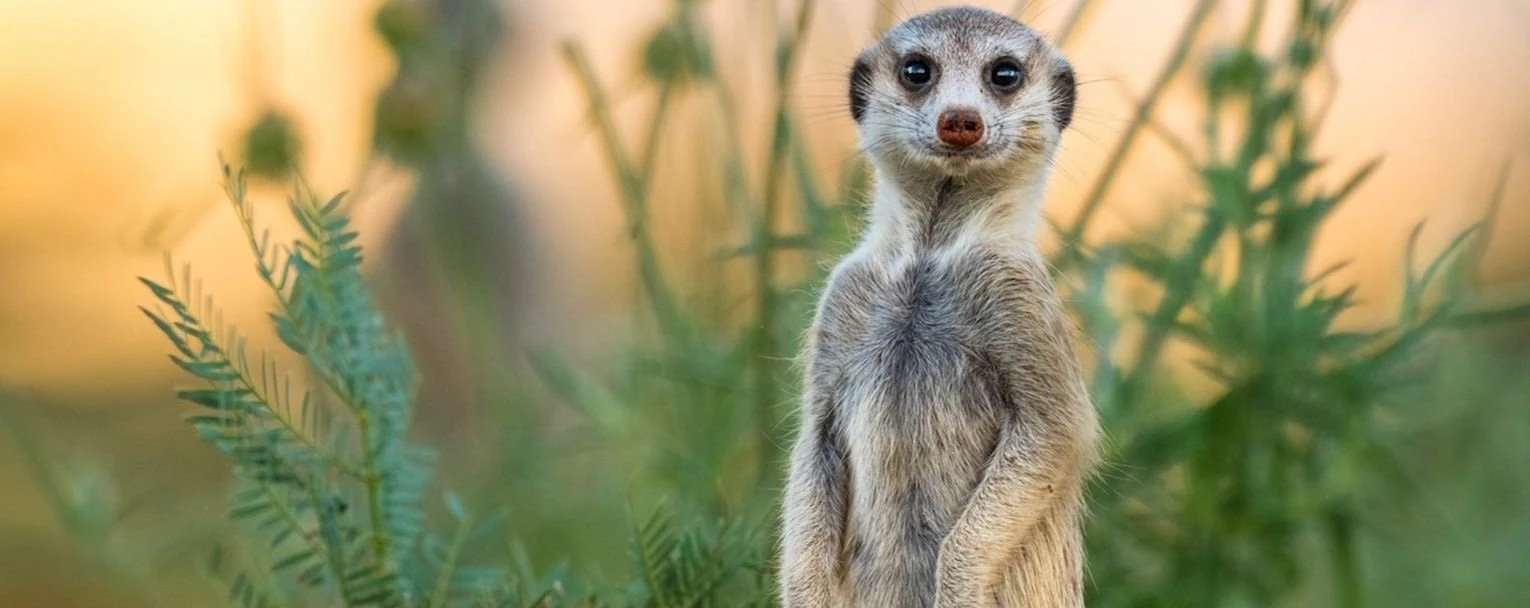 Tswalu Experiences Rectangle – tswalu-experiences-meerkat-rectangle