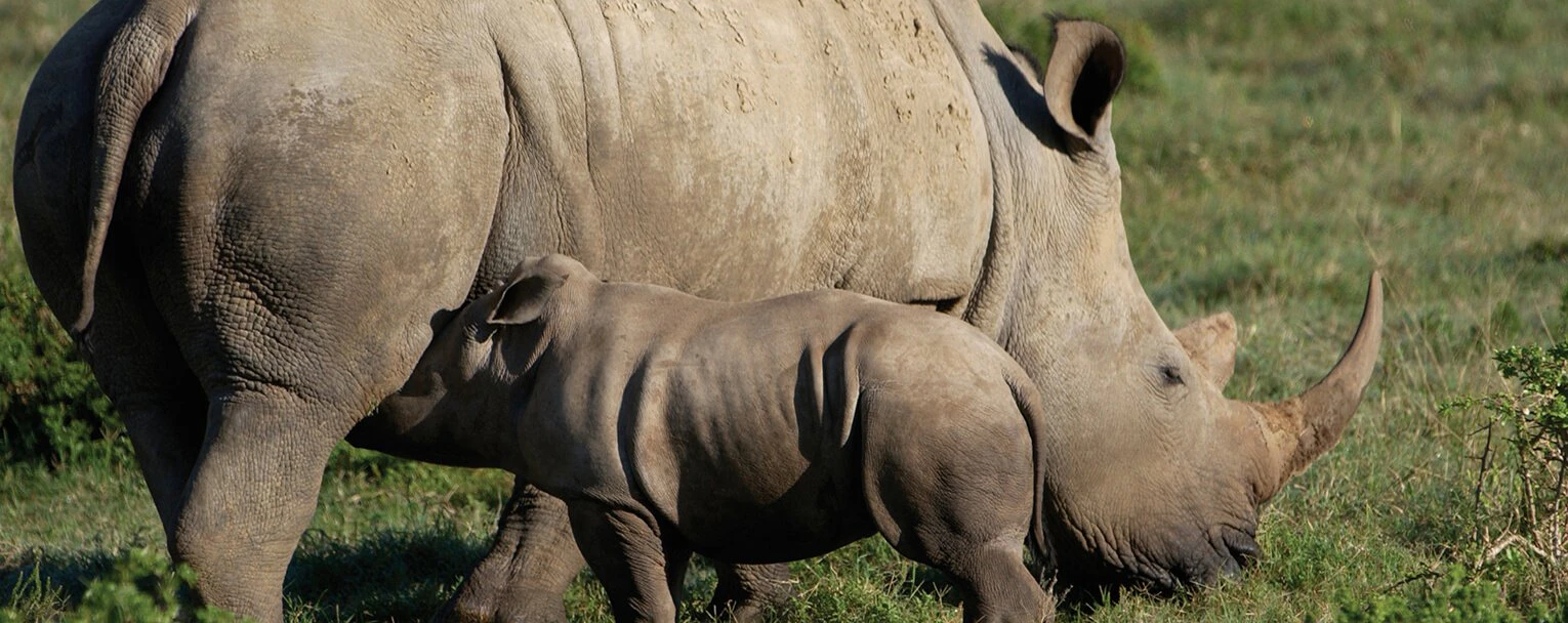 eastern-cape-rhino-safari-rectangle