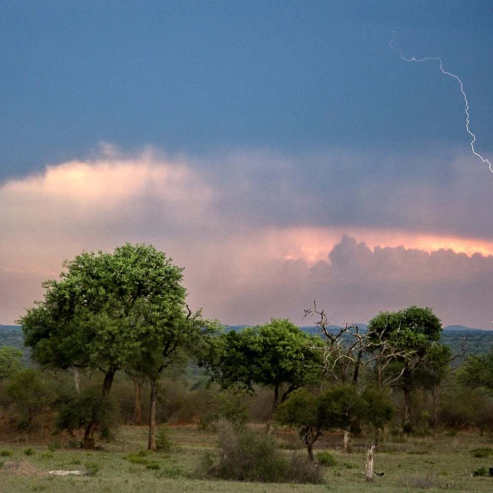 4-safari-biodiversity-TTD-image-sabi-sands