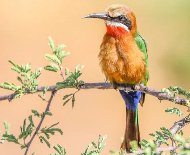 kwazulu-experience-bird-watching-square