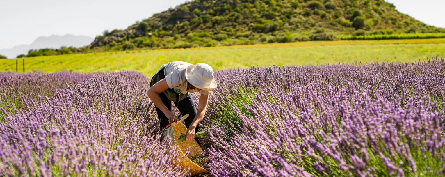 Winelands Safari Experiences Rectangle – winelands-experiences-guided-walks-rectangle